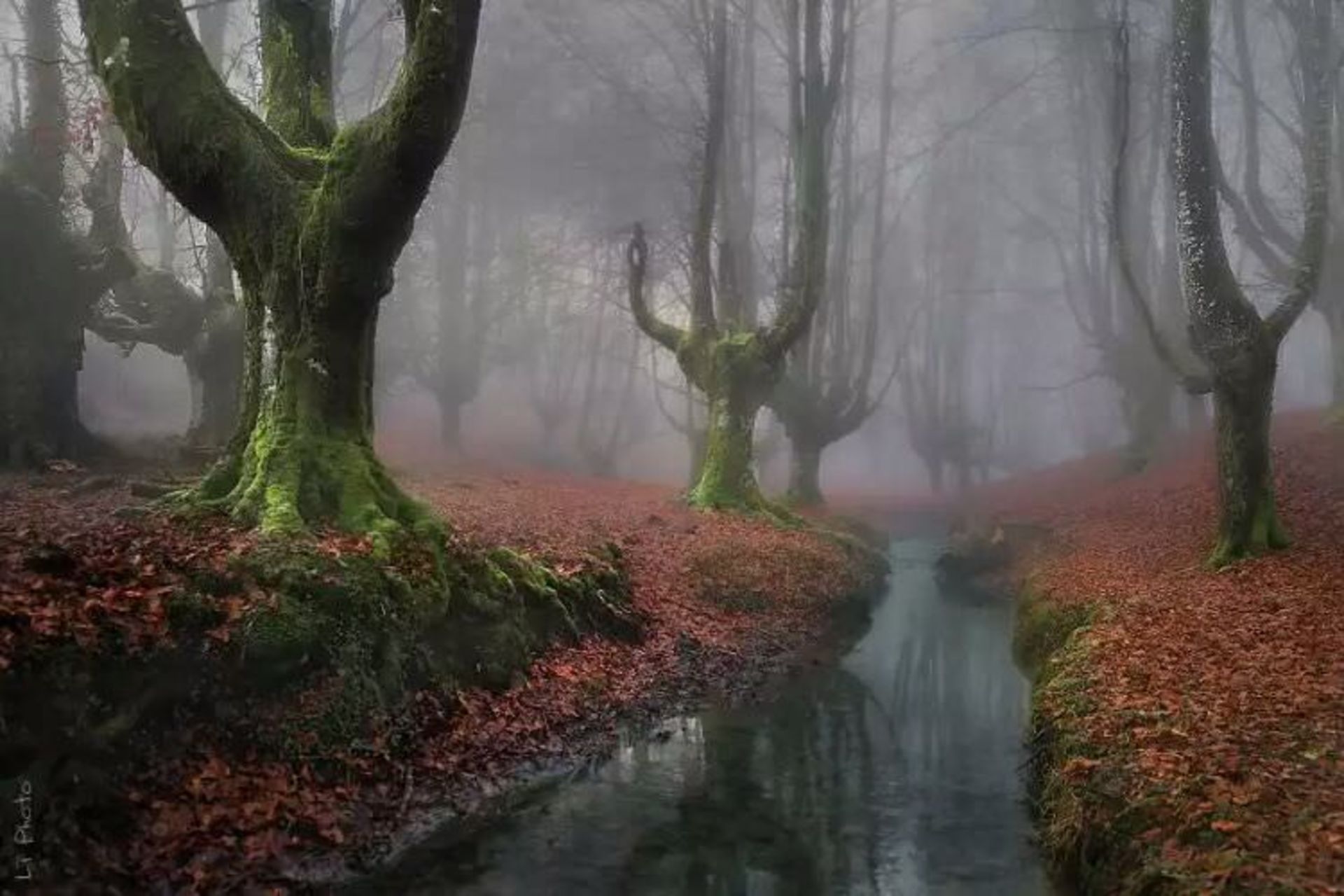 2015-07-wpid-mysterious_forest4