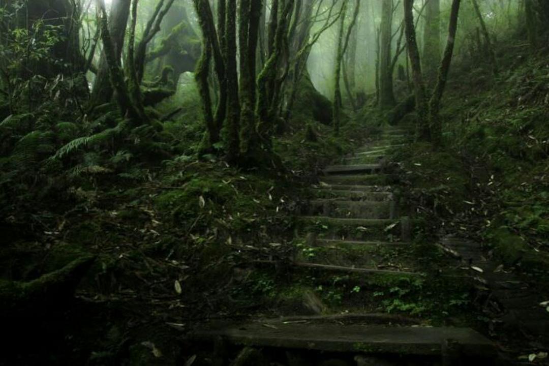 2015-07-wpid-mysterious_forest5
