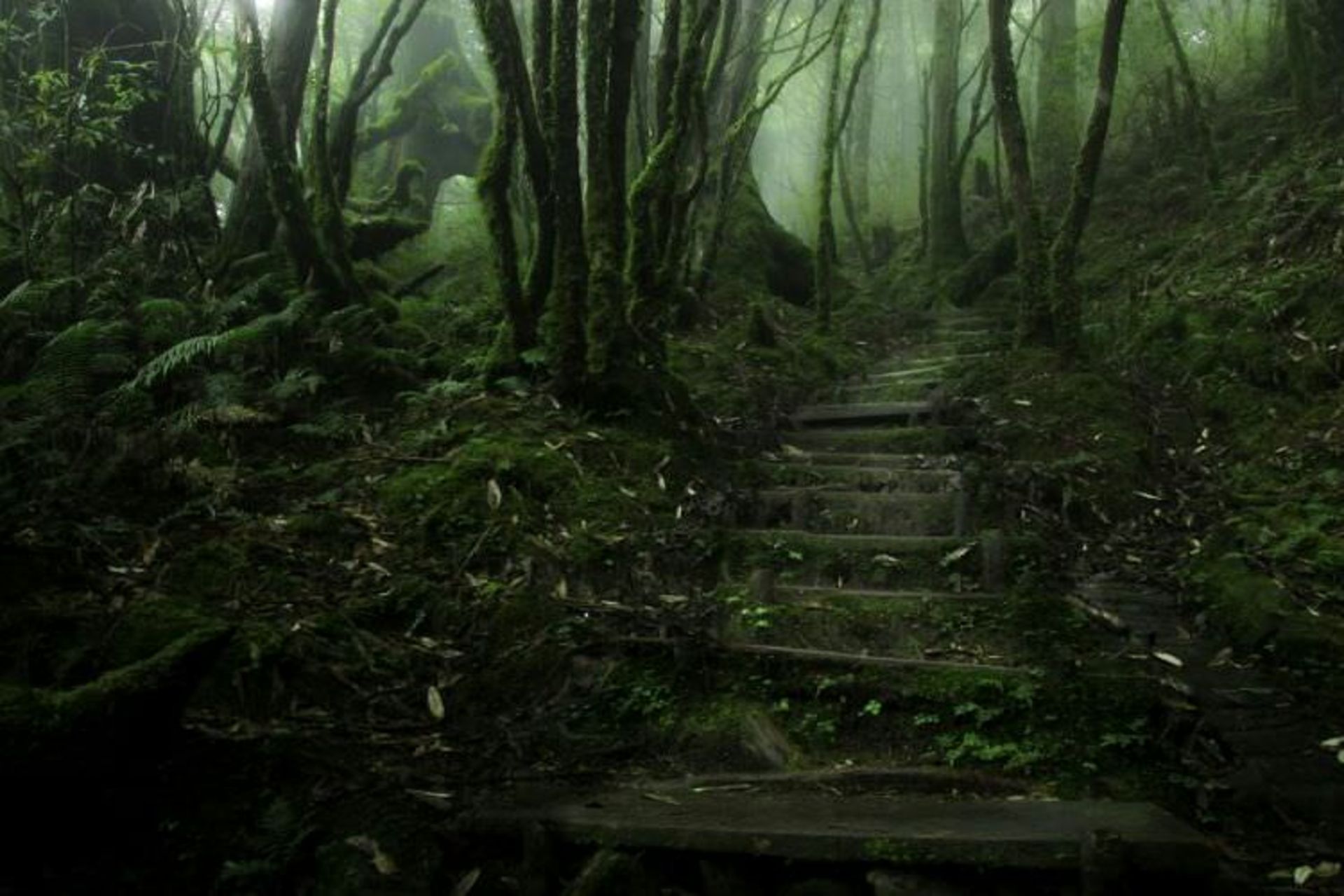 2015-07-wpid-mysterious_forest5