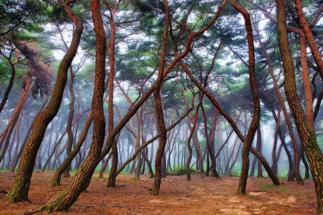 2015-07-wpid-mysterious_forest8