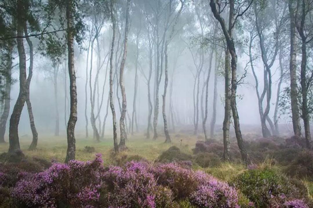 2015-07-wpid-mysterious_forest9