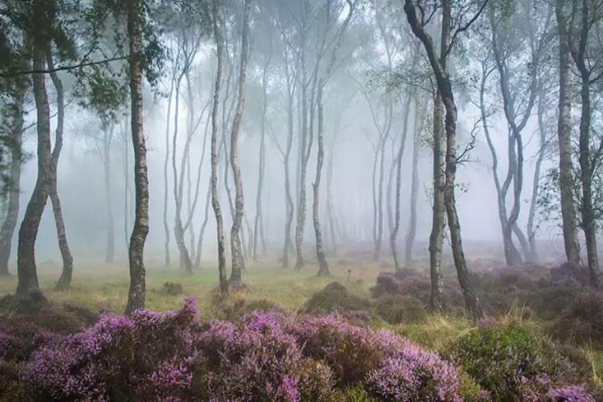 2015-07-wpid-mysterious_forest9