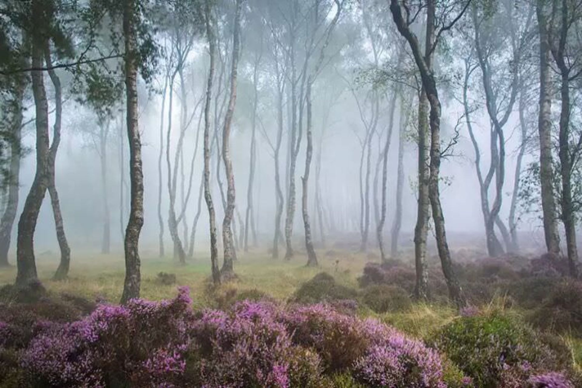2015-07-wpid-mysterious_forest9