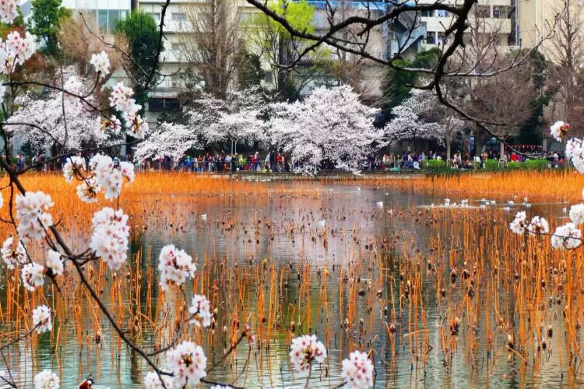 2015-07-wpid-sakura_at_ueno_park_by_poic-d5z2koo_resize_20150729_220038
