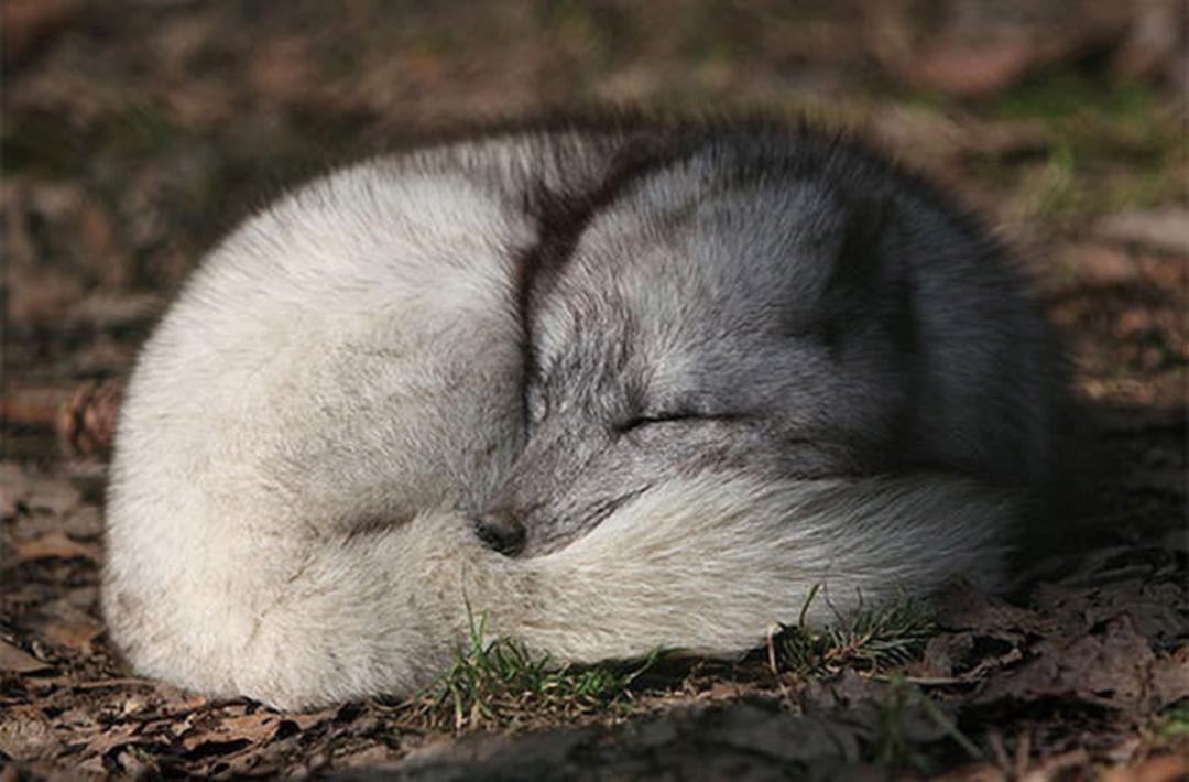 Arctic Foxes