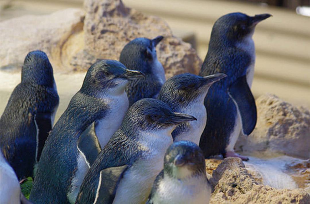 Little Penguin