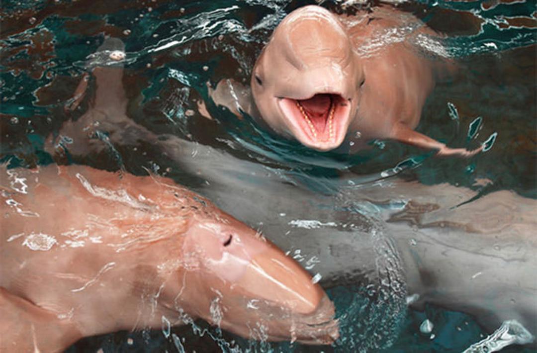 Amazon River Dolphin