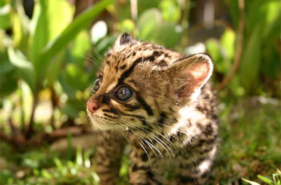 Margay