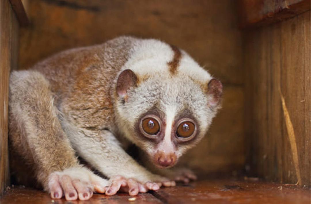 Slow Loris