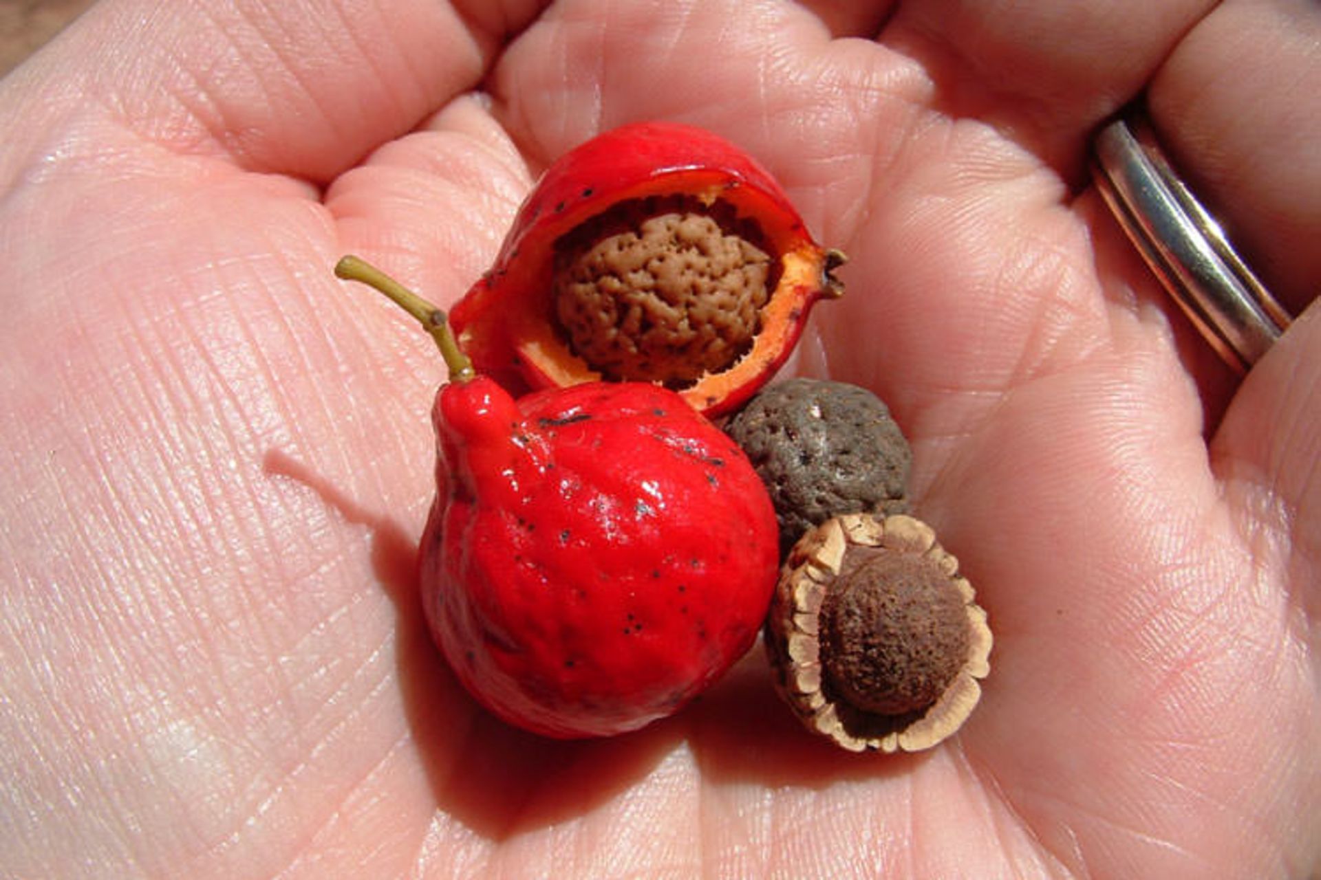 quandong