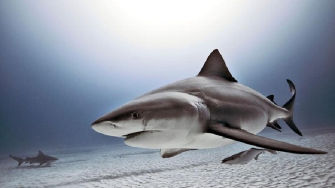 4-bull-shark-2