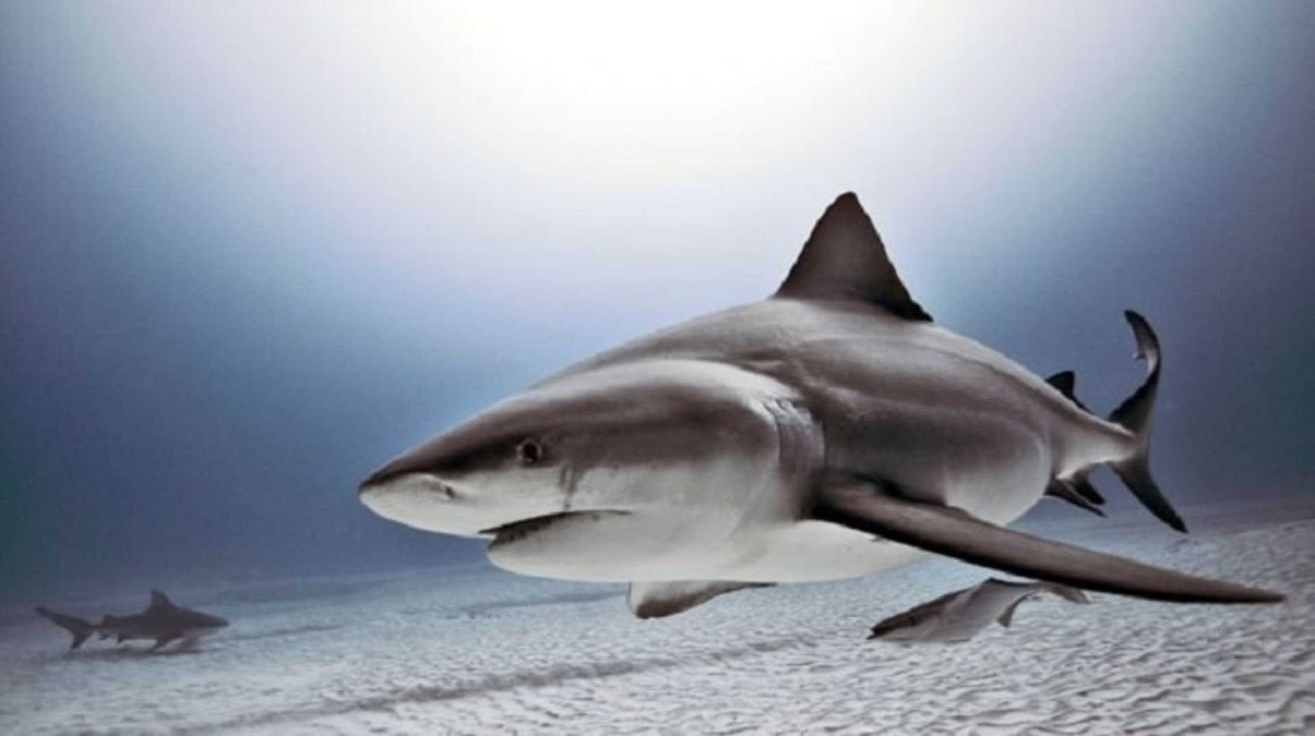 4-bull-shark-2