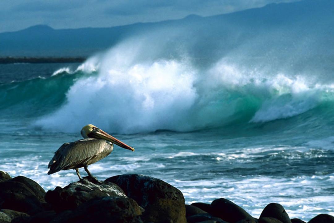 2015-08-about-galapagos-school