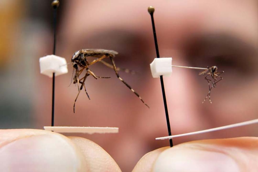 2015-08-asian-tiger-vs-gallinipper-mosquitoes-16_9