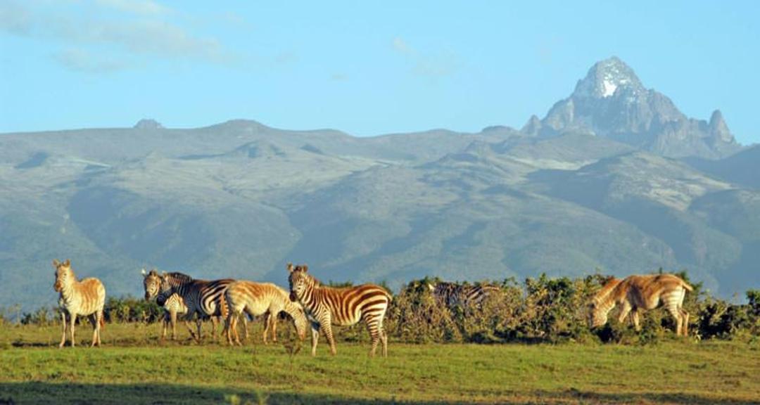 2015-08-big-mount-kenya-white-zebra-7