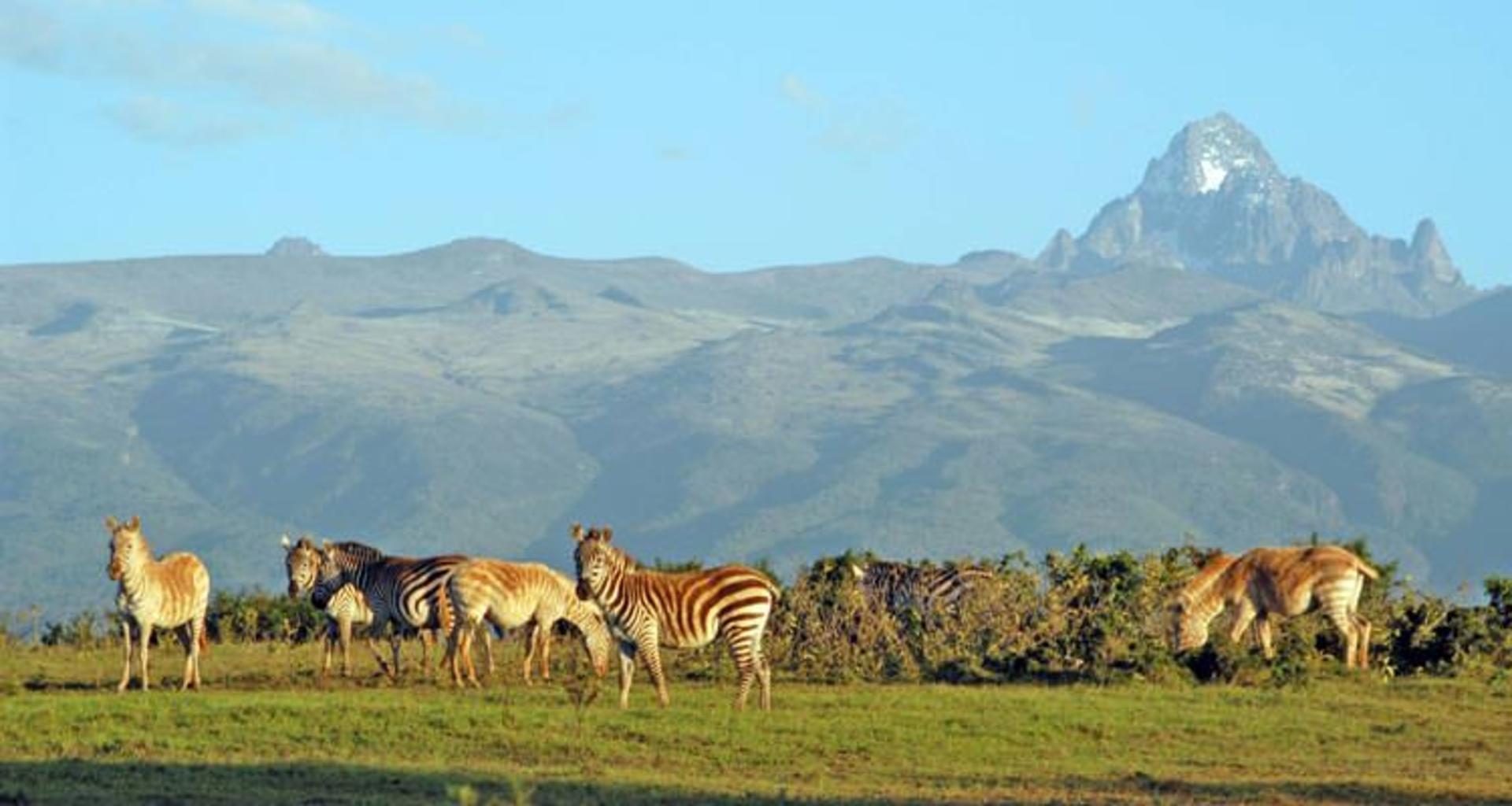2015-08-big-mount-kenya-white-zebra-7