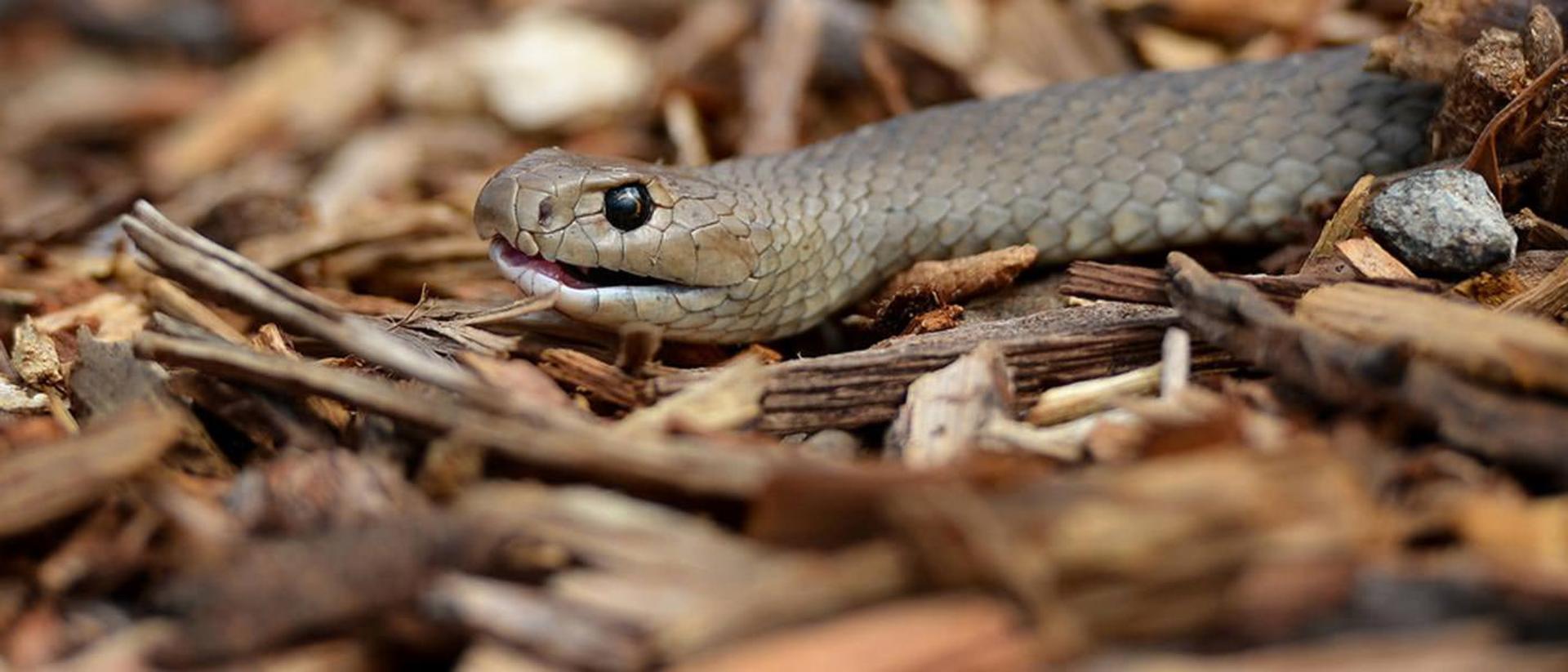 2015-08-brownsnake12