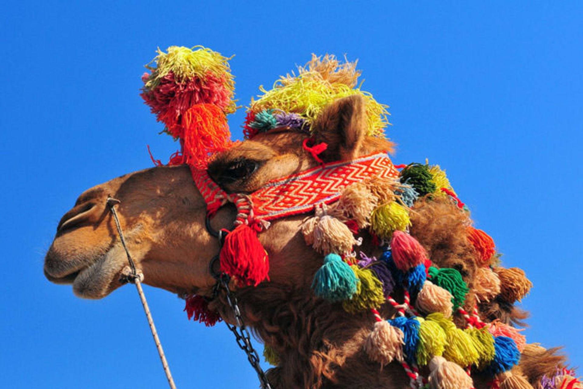 2015-08-camel