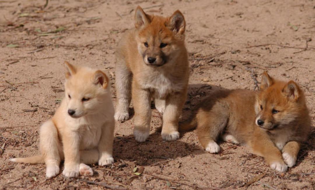 2015-08-dingo_puppies1
