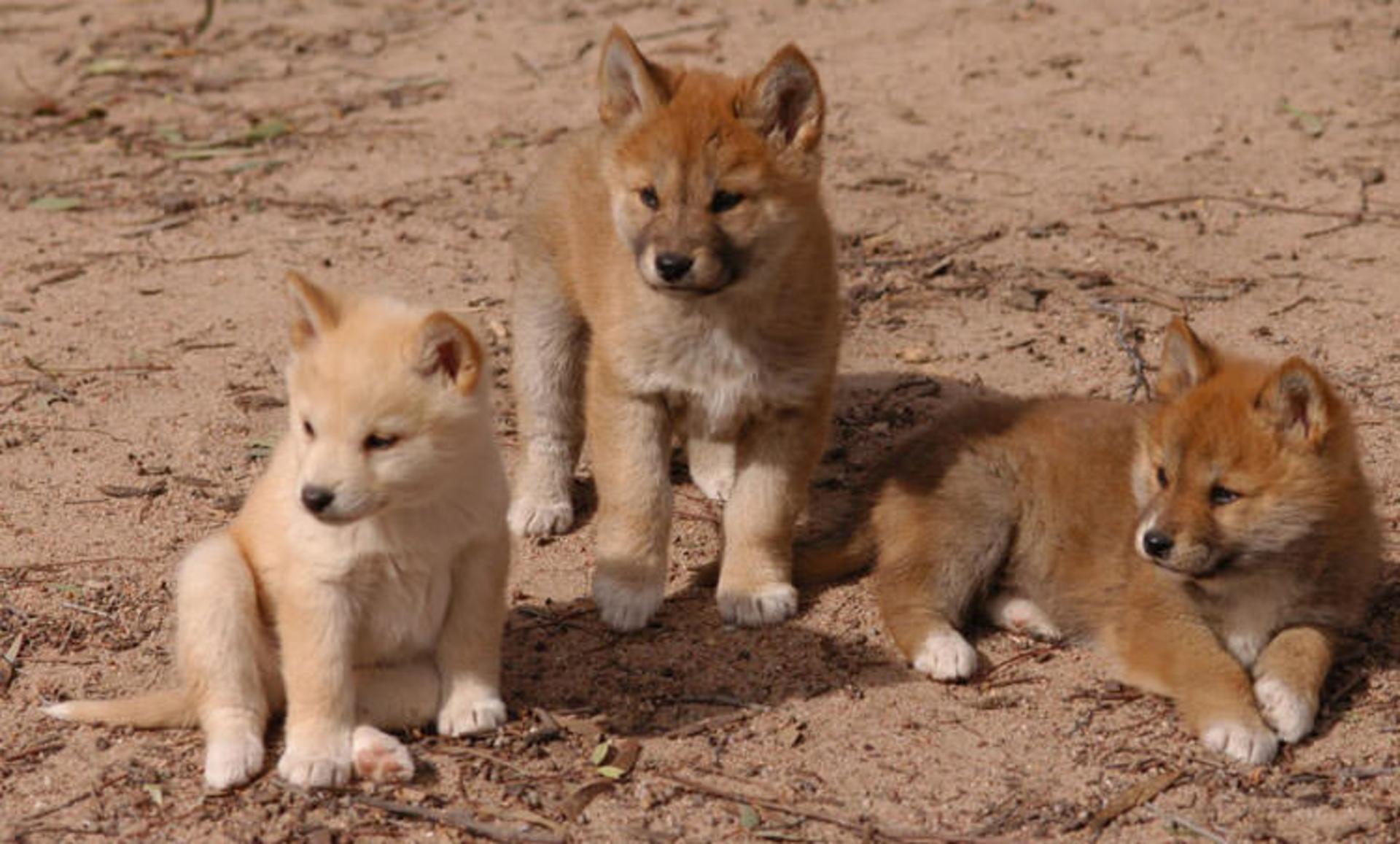 2015-08-dingo_puppies1