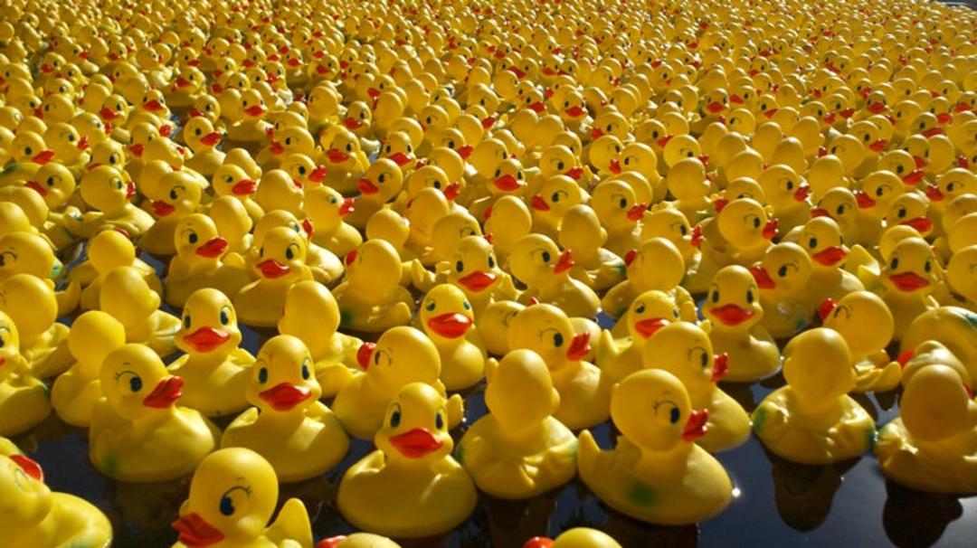 2015-08-duck-race2