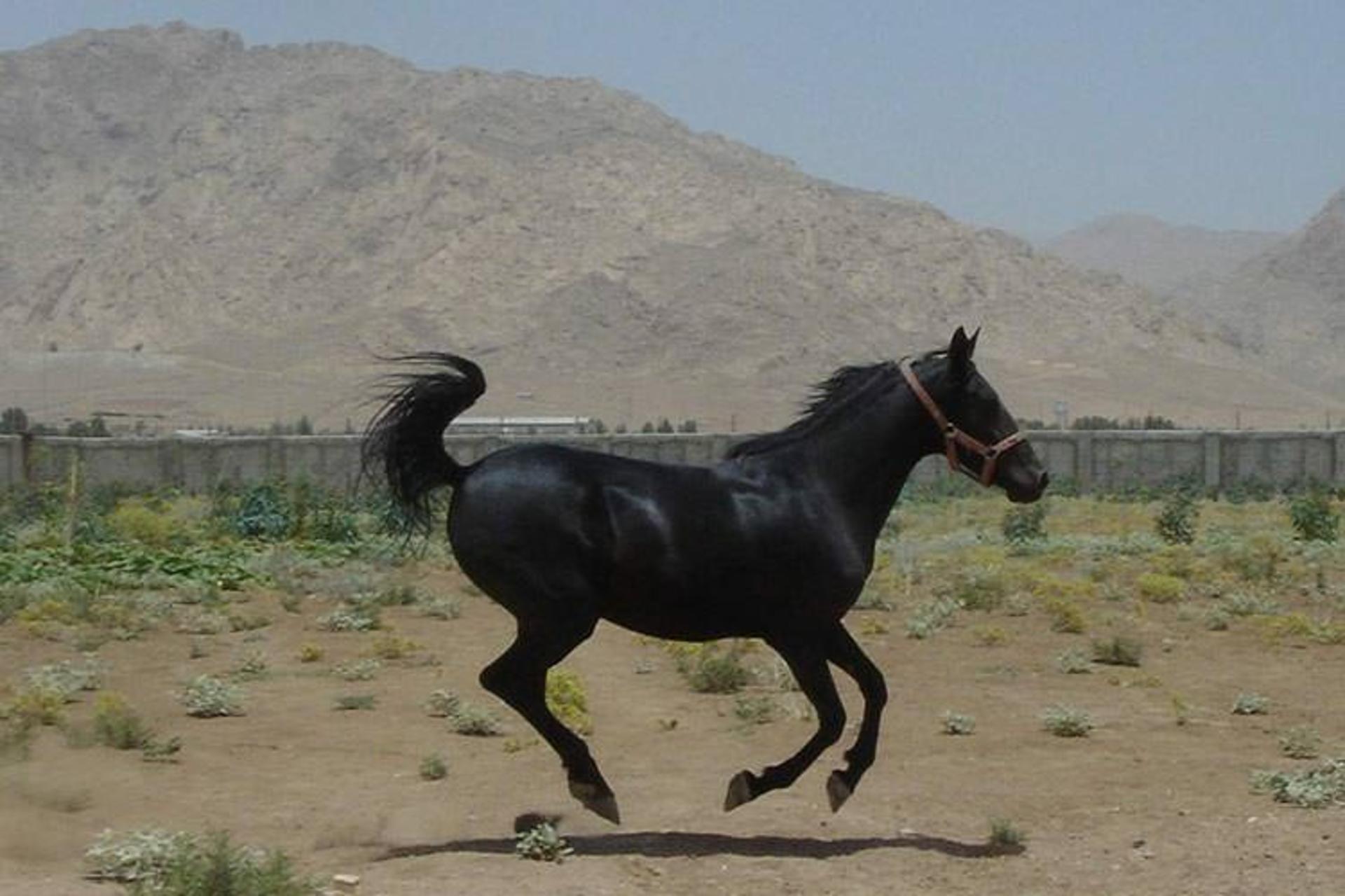 2015-08-horse12
