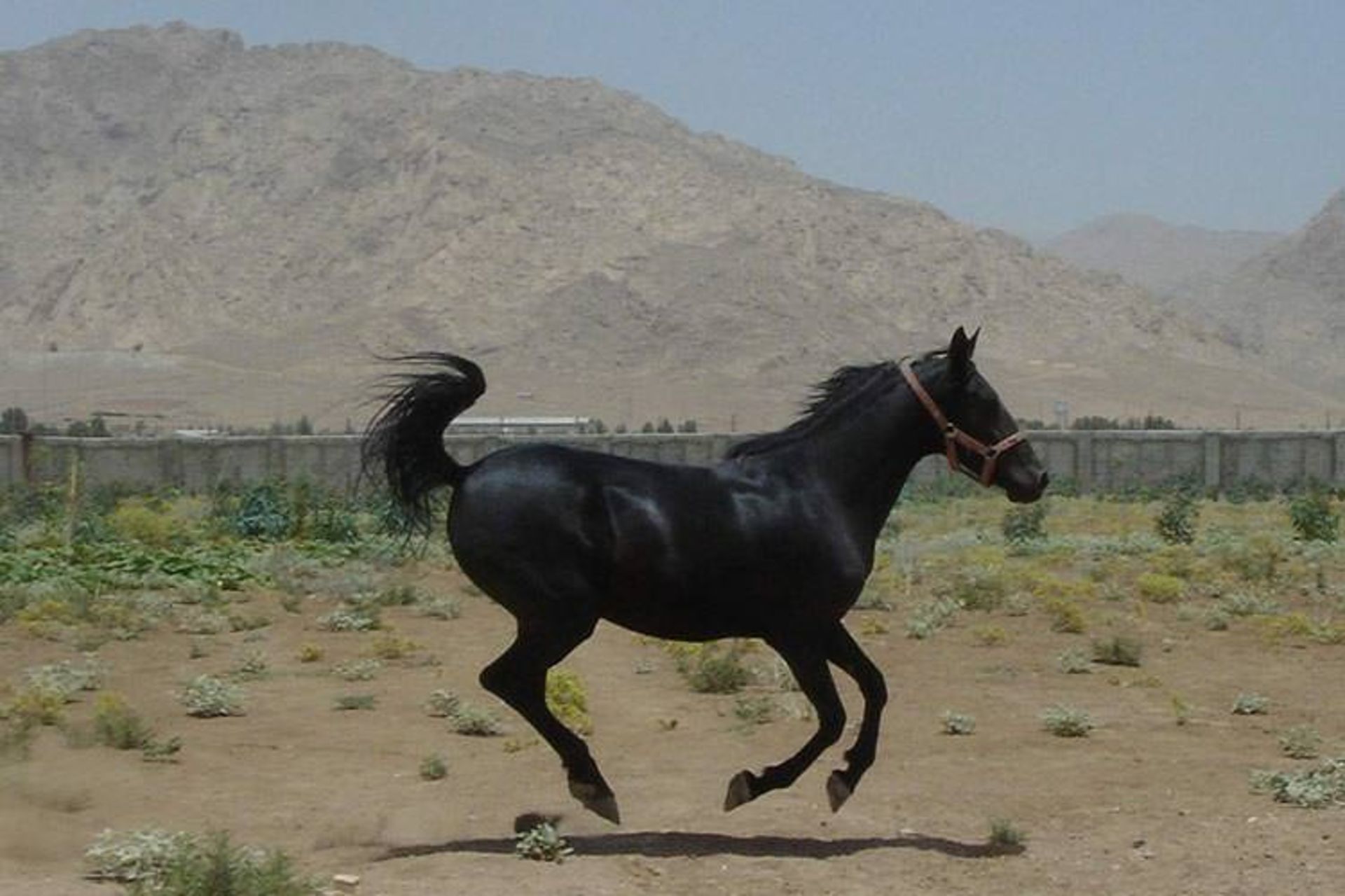 2015-08-horse12