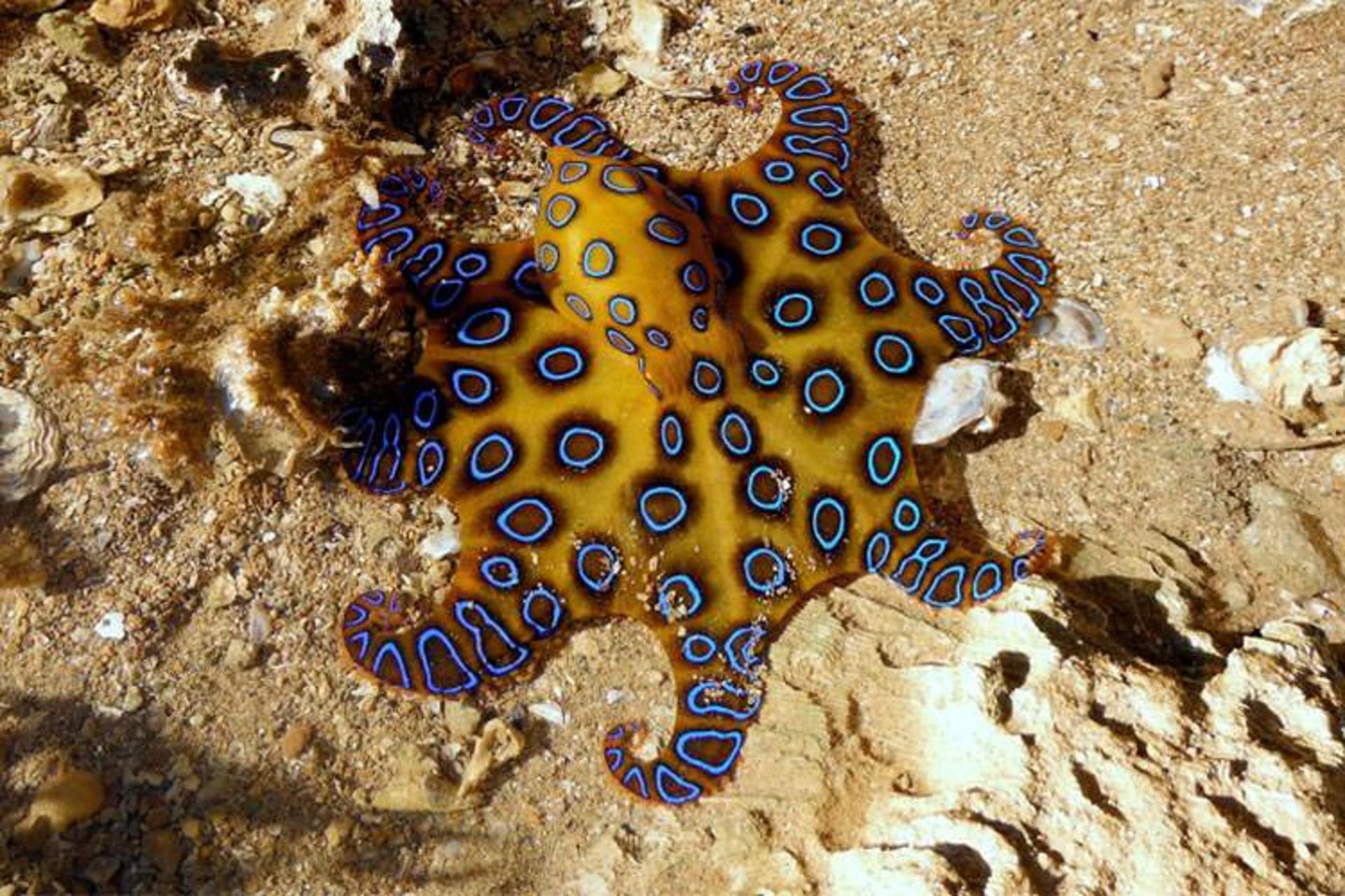 2015-08-octopus.jpg12