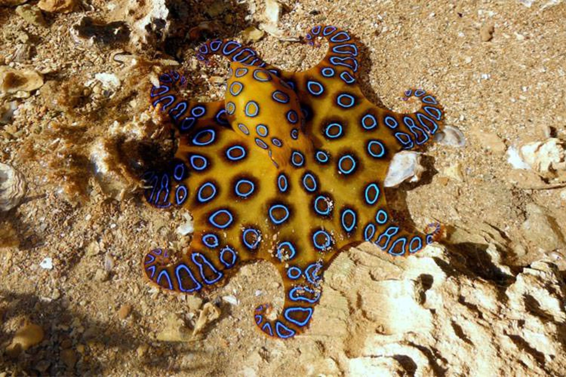 2015-08-octopus.jpg12