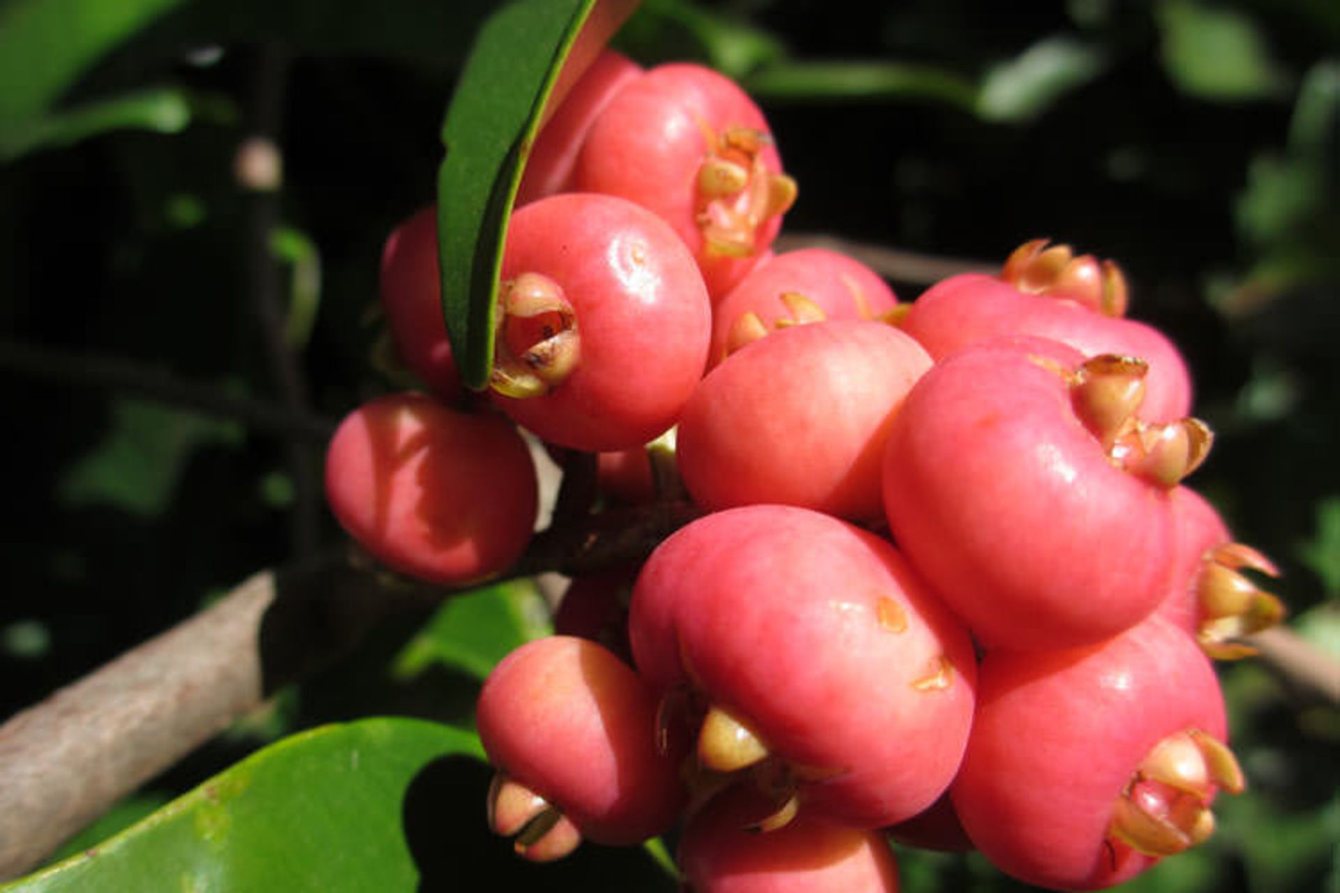 2015-08-riberry-ready-for-harvesting