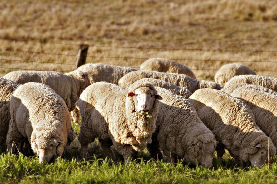 2015-08-sheep_eating_grass_edit02