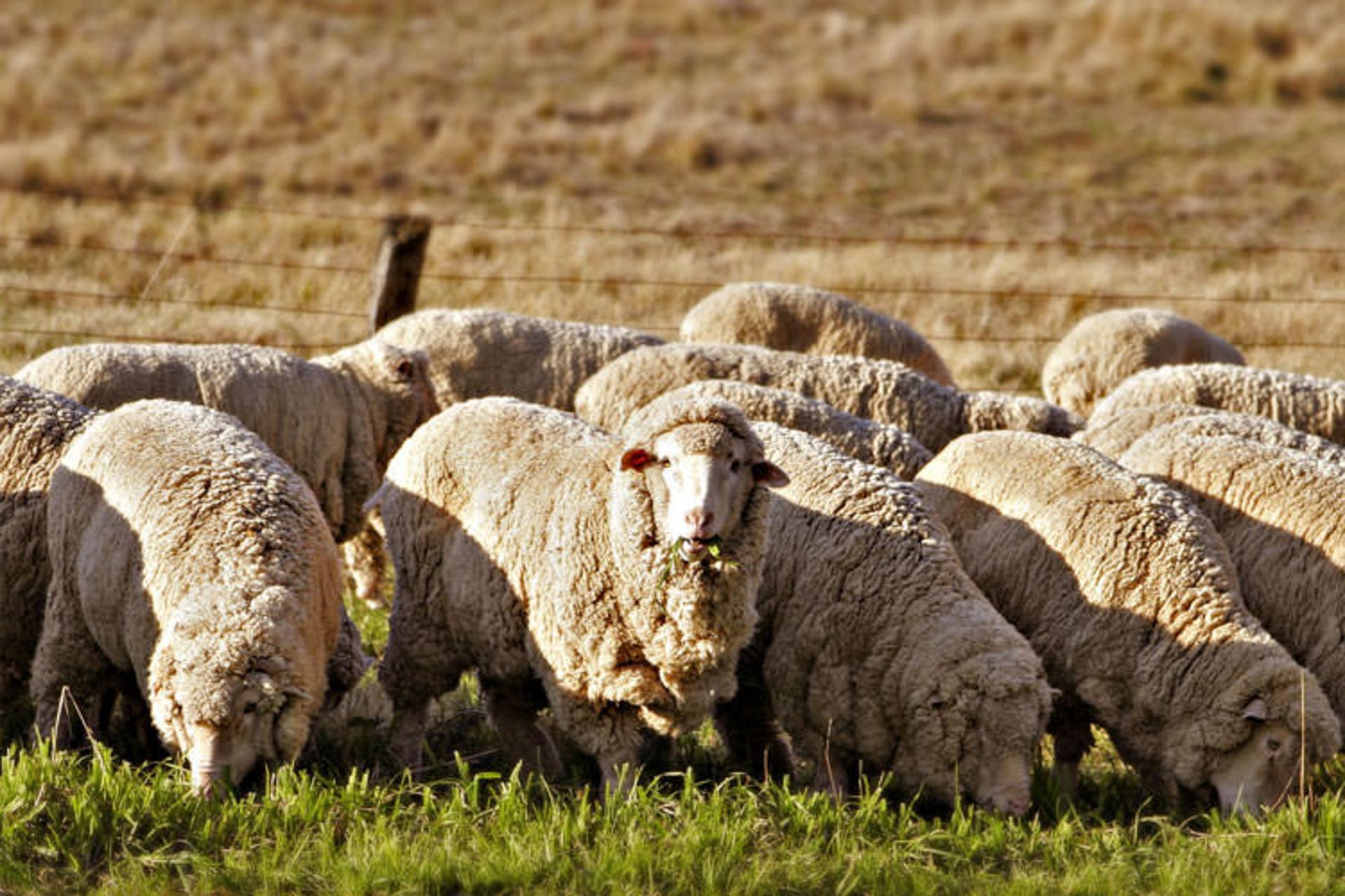 2015-08-sheep_eating_grass_edit02