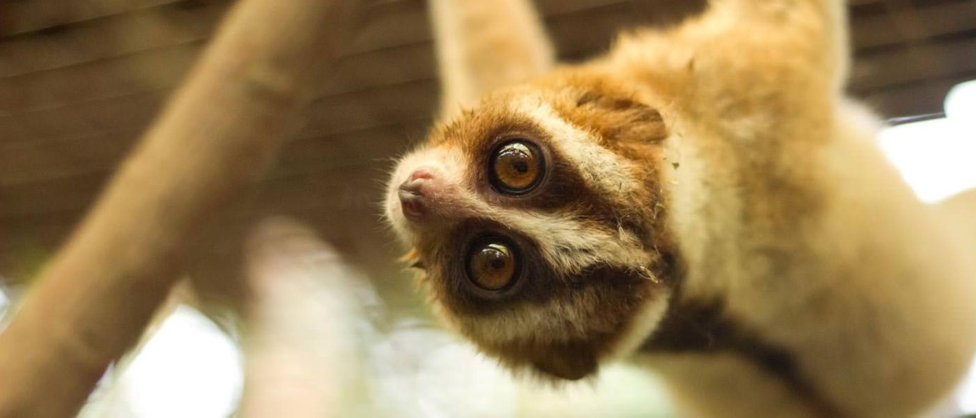 2015-08-slow-loris