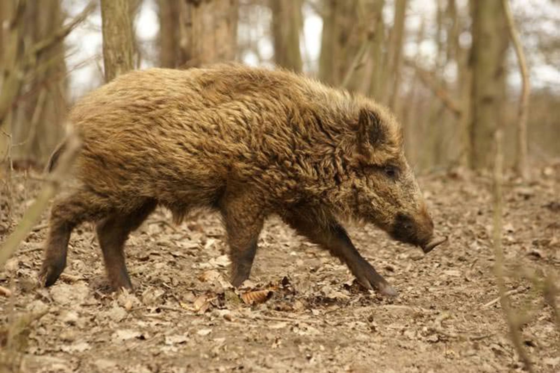 2015-08-wild-boar