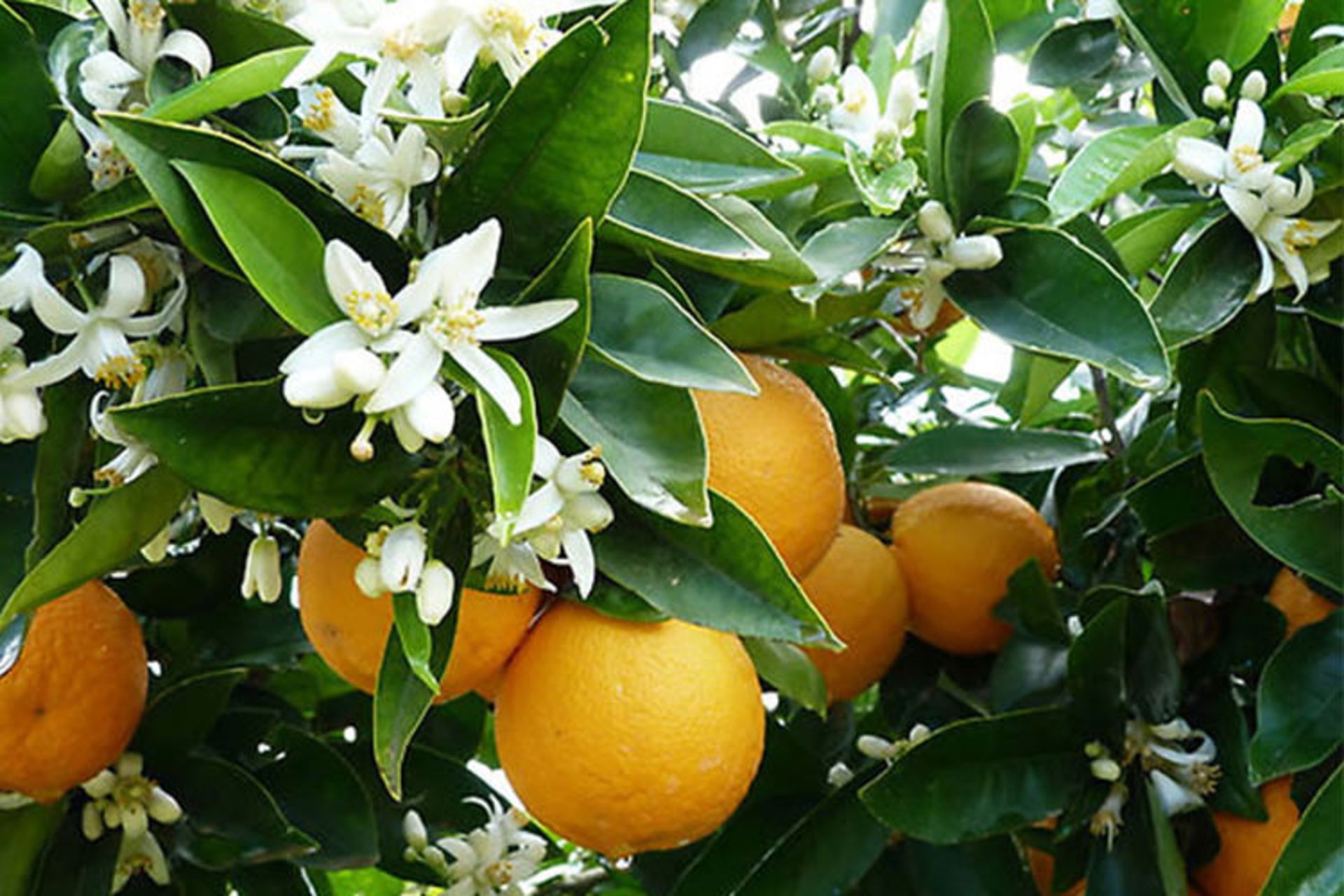 2015-08-درخت-نارنج