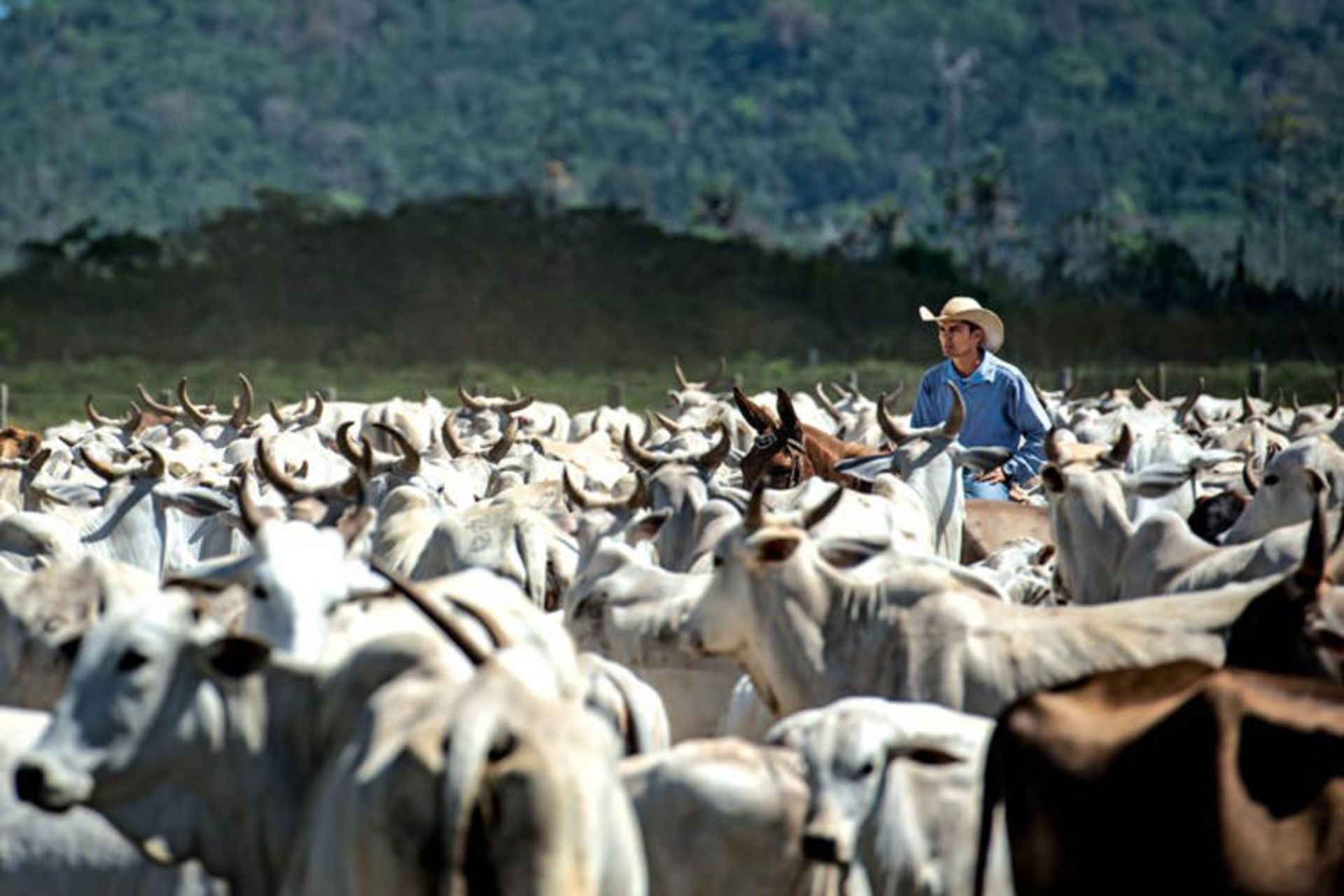 2015-09-0327brazilrainforest02