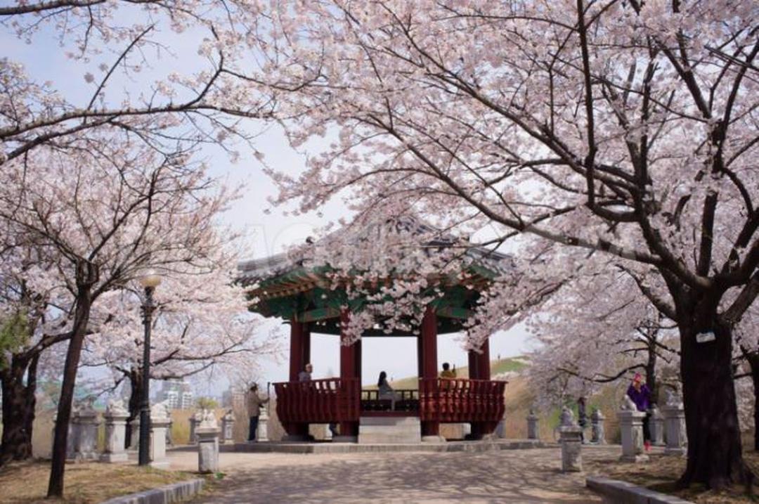 2015-09-1366355705-south-koreans-enjoy-cherry-blossoms-in-seoul_1972582