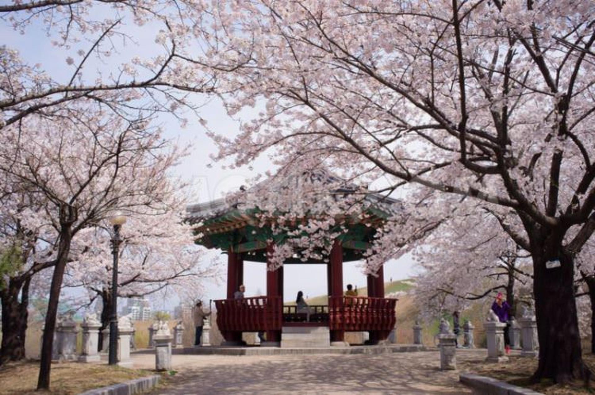 2015-09-1366355705-south-koreans-enjoy-cherry-blossoms-in-seoul_1972582