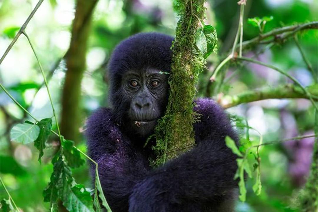 2015-09-baby-gorilla-uganda