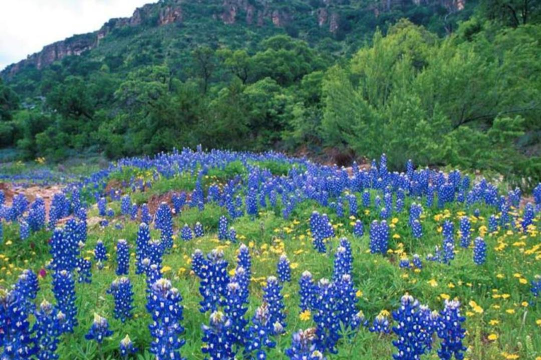 2015-09-bluebonnet-hills-texas
