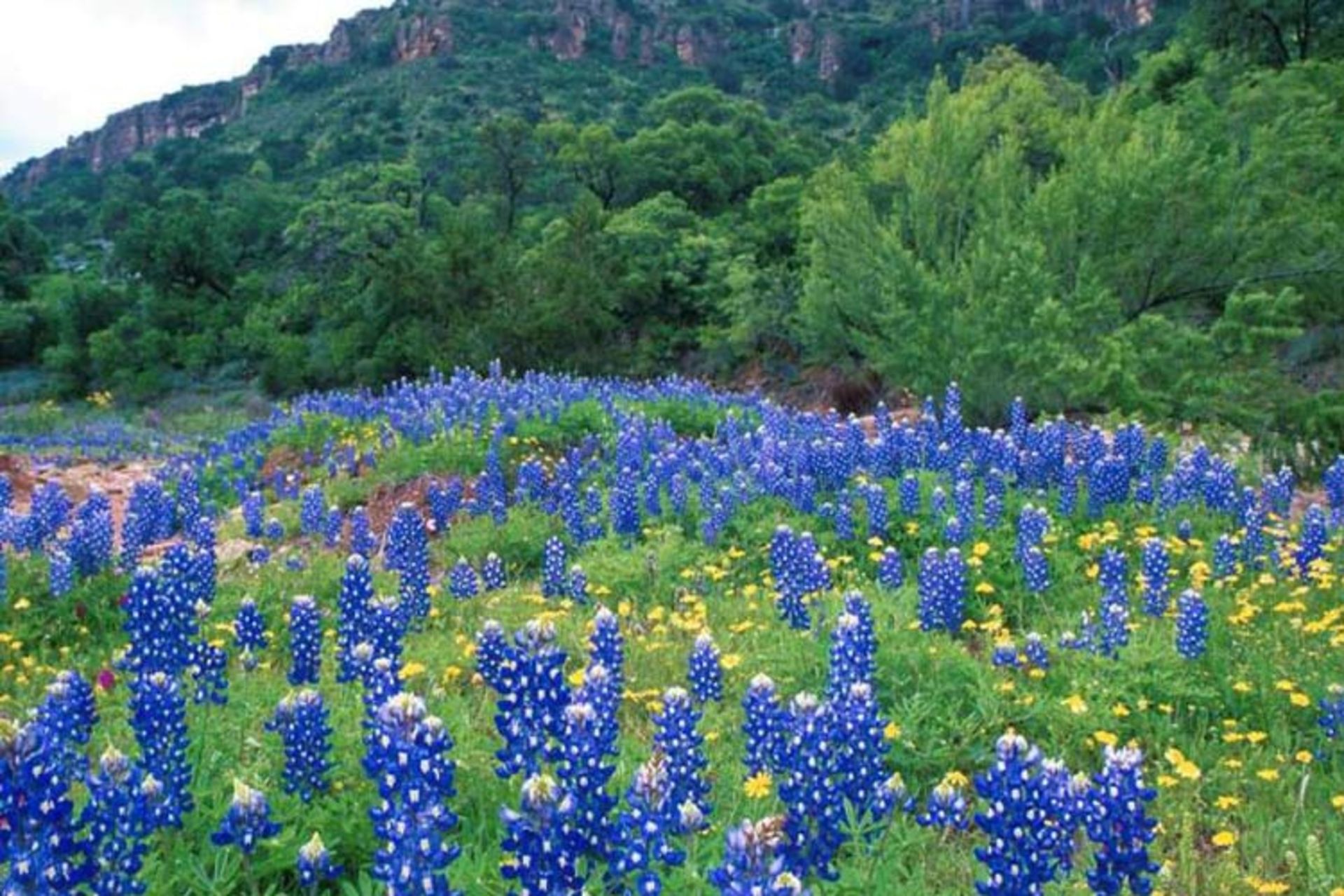 2015-09-bluebonnet-hills-texas