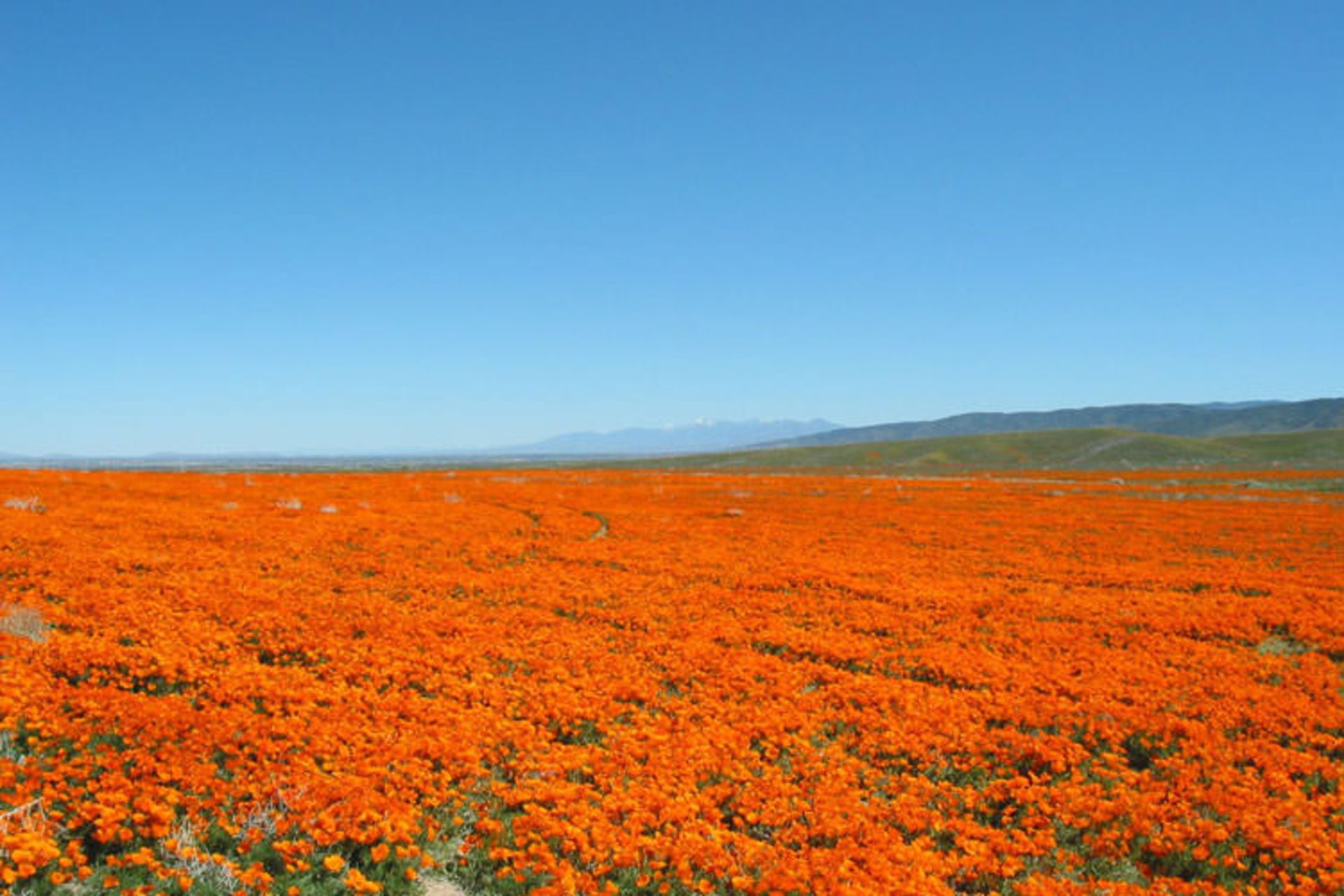 2015-09-california_poppies1