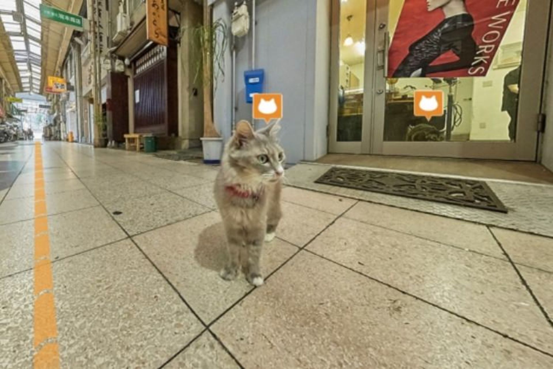 2015-09-cat-street-view-hed-2015