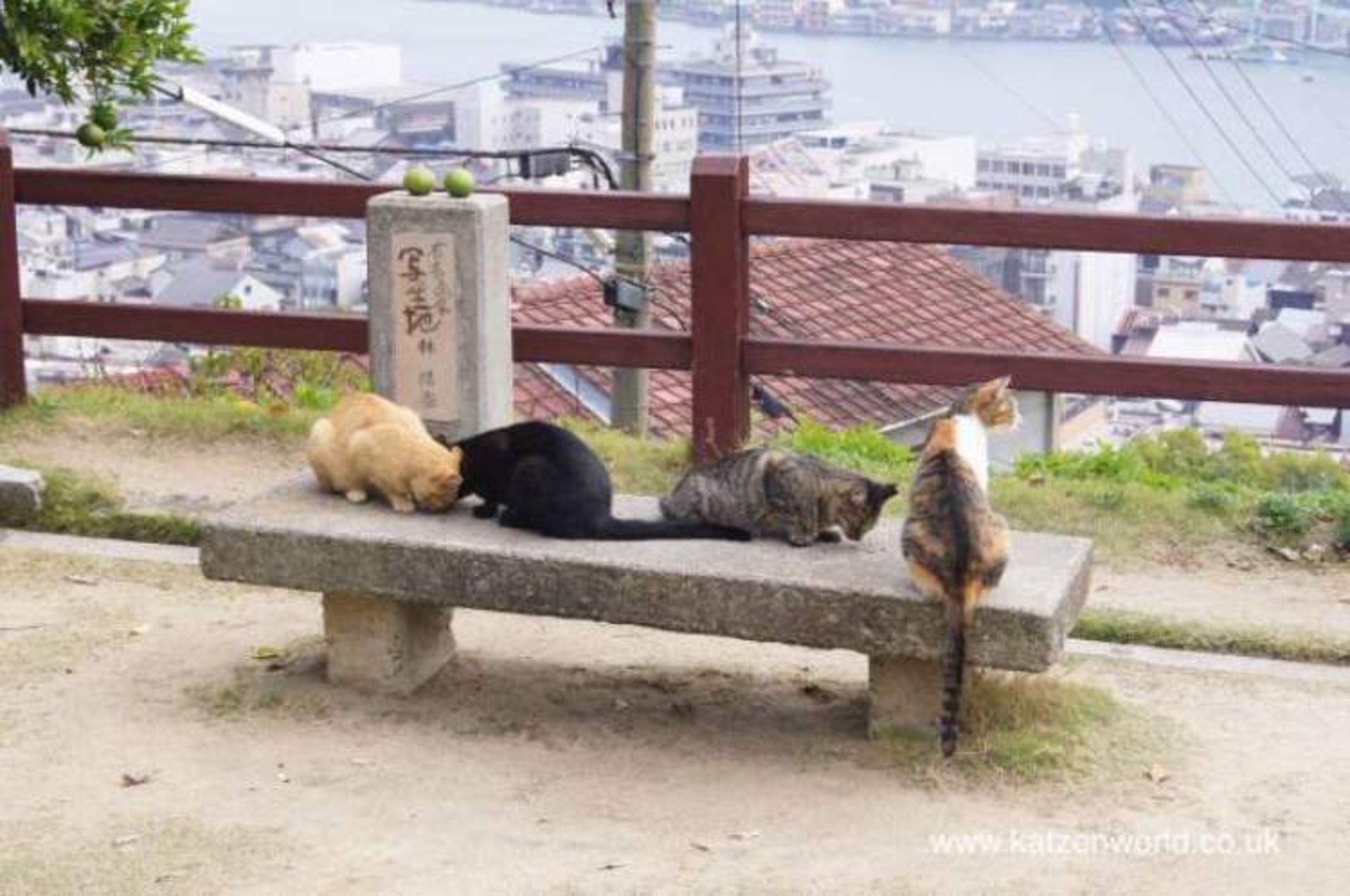 2015-09-cat-travel-cats-of-onomichi-wei-dao-shi-part-1