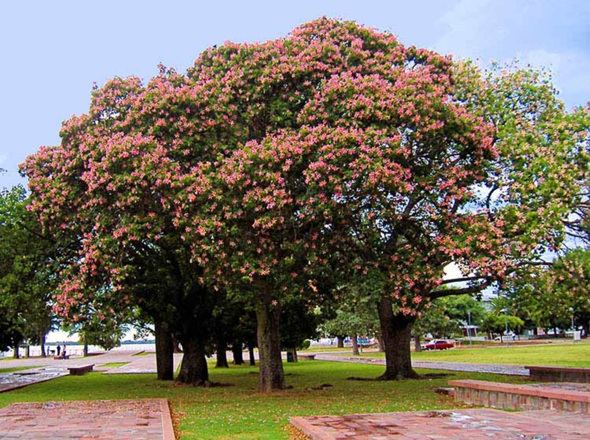 2015-09-ceiba-3