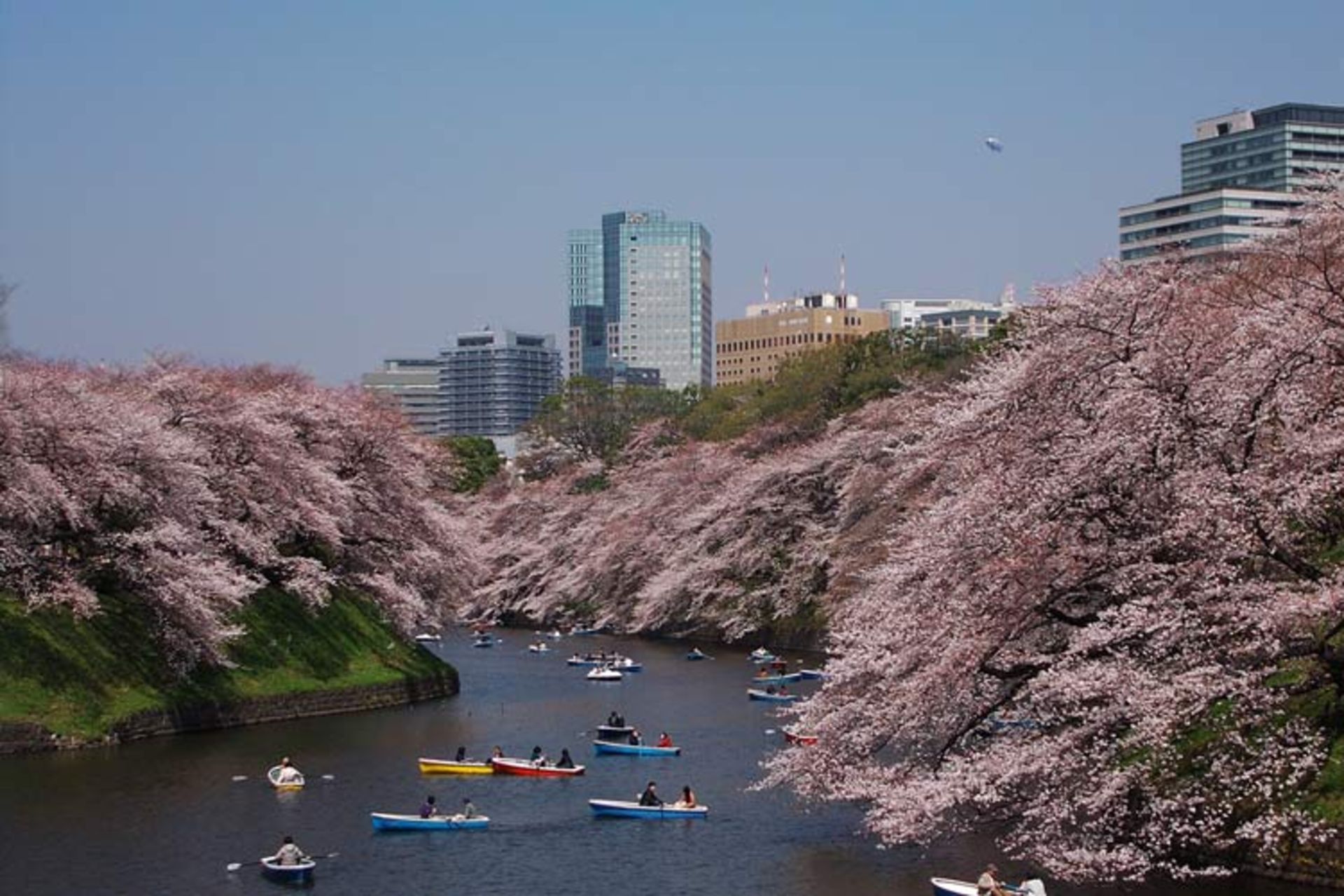 2015-09-cherry_blossom__japan_by_sheltiewolf-d5yyisl1