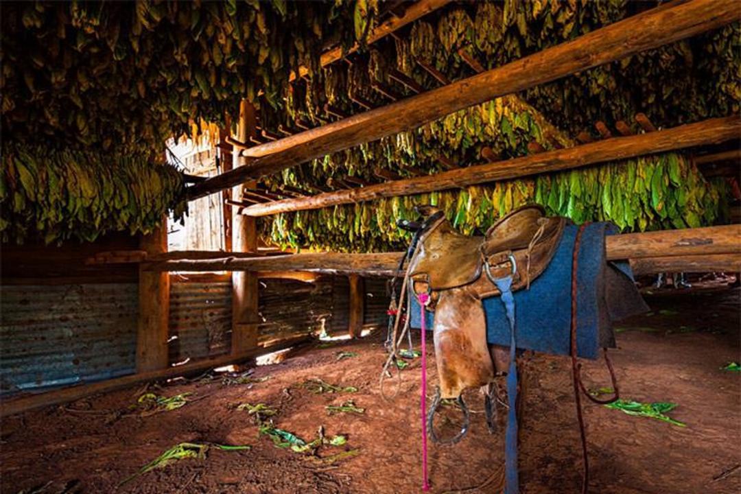 2015-09-cowboys-and-tobacco-production