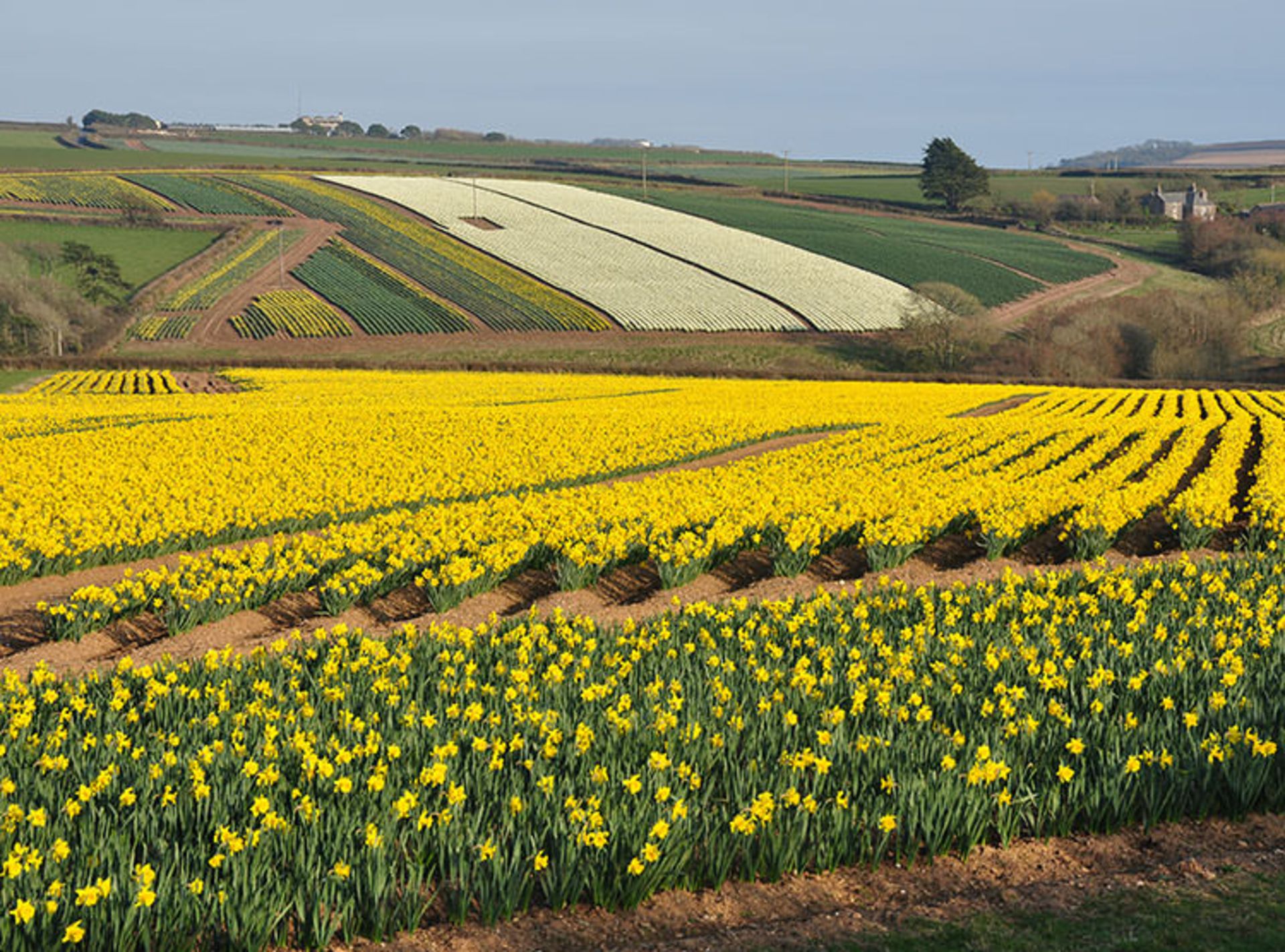 2015-09-daffodil_fields_at_tregantle_1