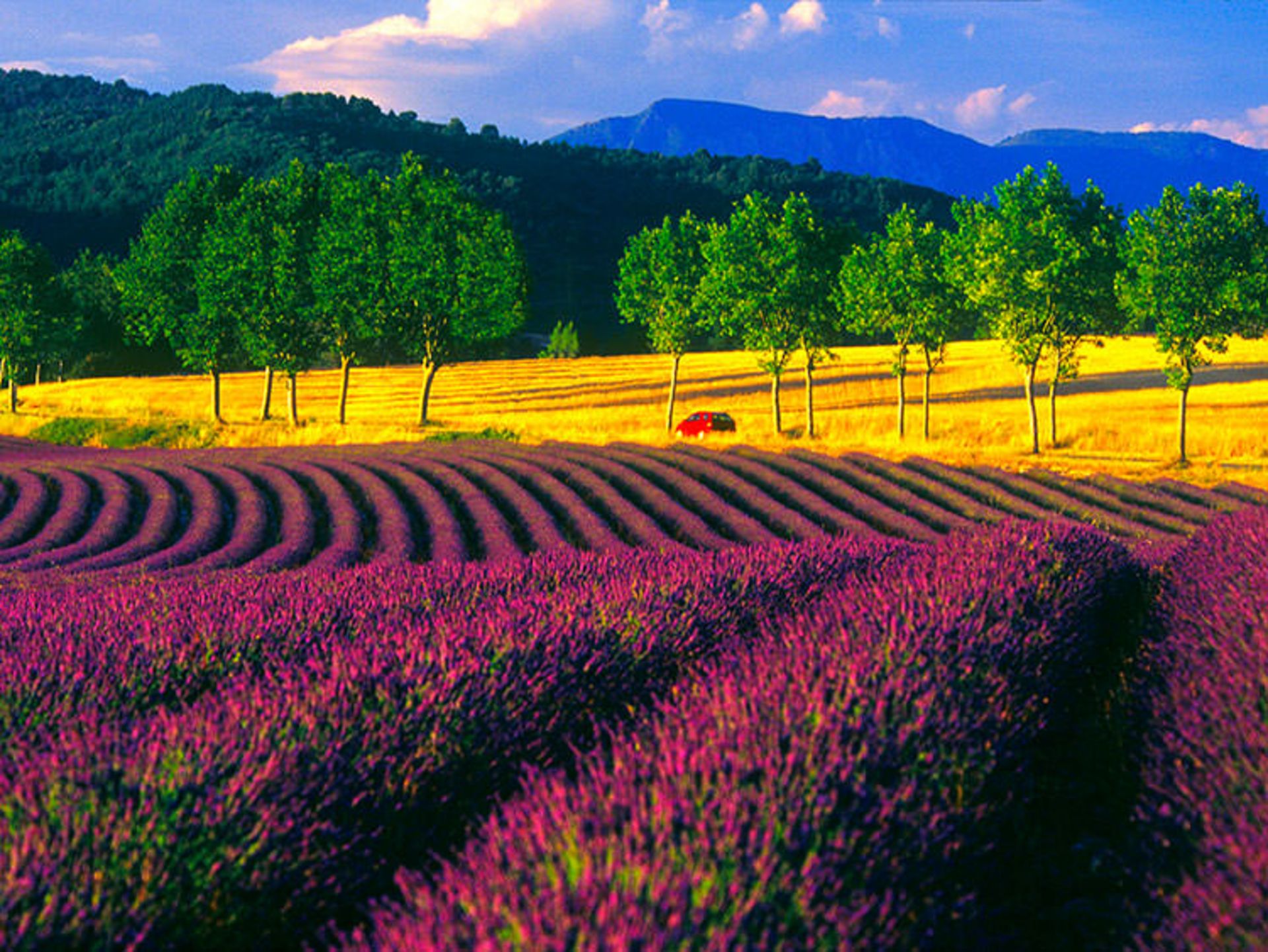 2015-09-fields_wallpapers_73