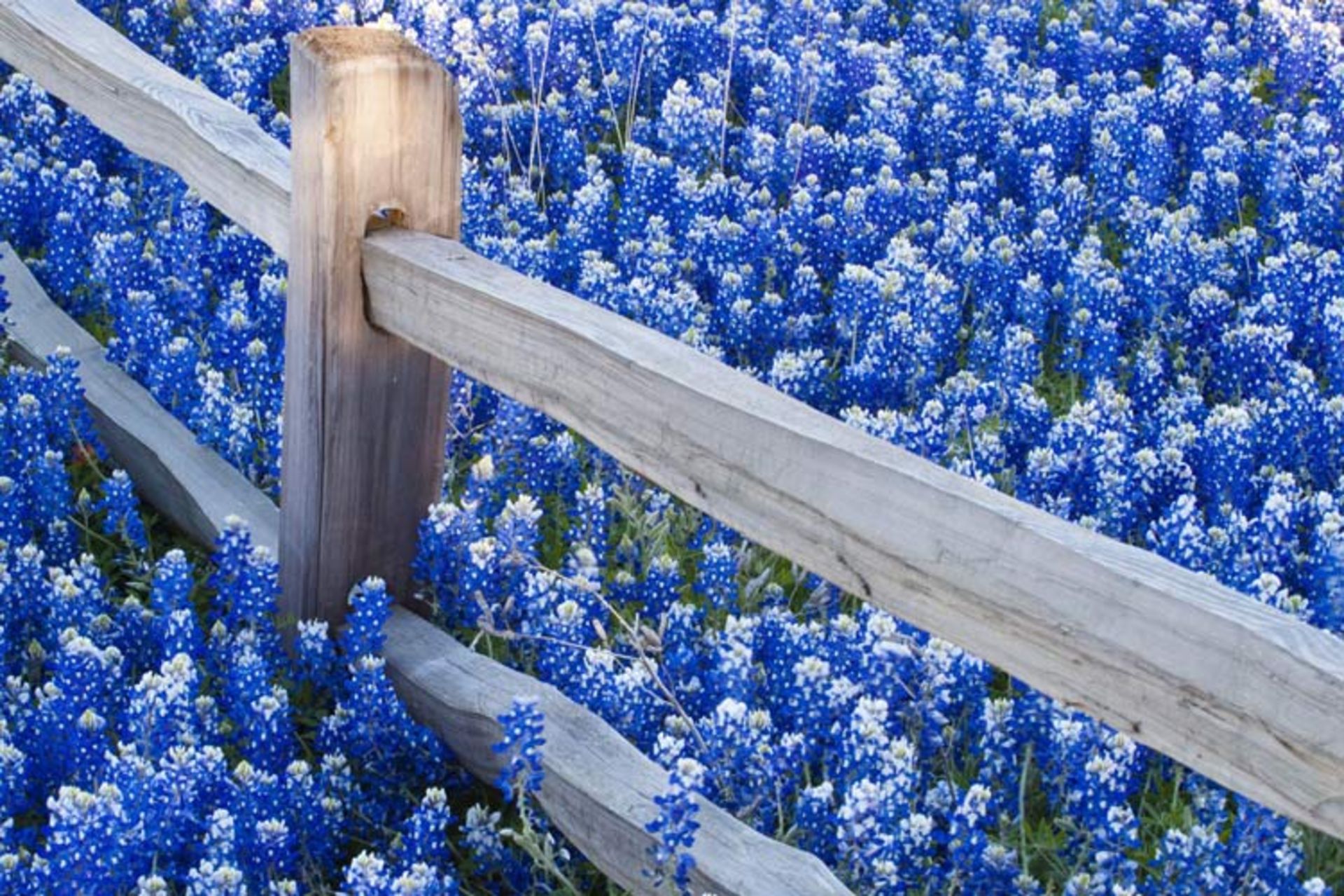 2015-09-flower-wallpapers-blue-flowers-wallpapers-field-wallpaper-wallpaper-38316